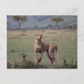 Carte Postale Cheetah