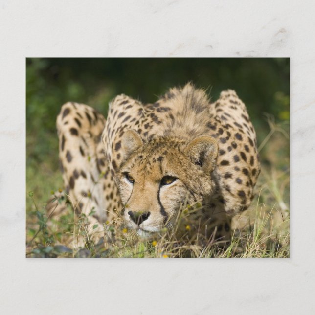 Carte Postale Cheetah (Devant)