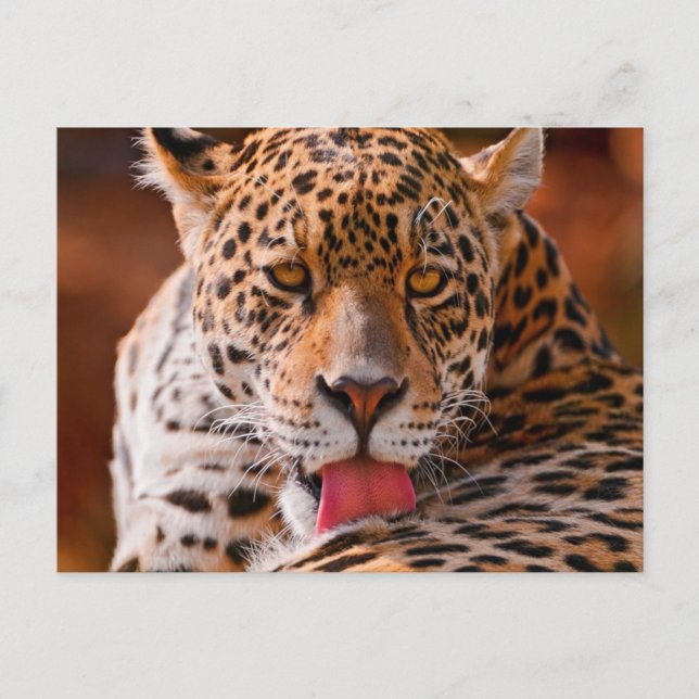 Carte Postale Cheetah (Devant)