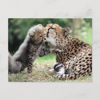 Carte Postale Cheetah