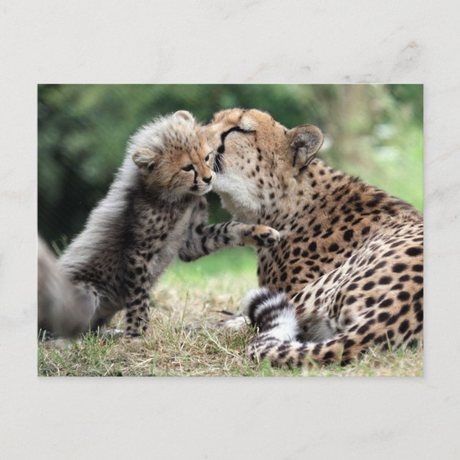 Carte Postale Cheetah (Devant)