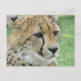 Carte Postale Cheetah