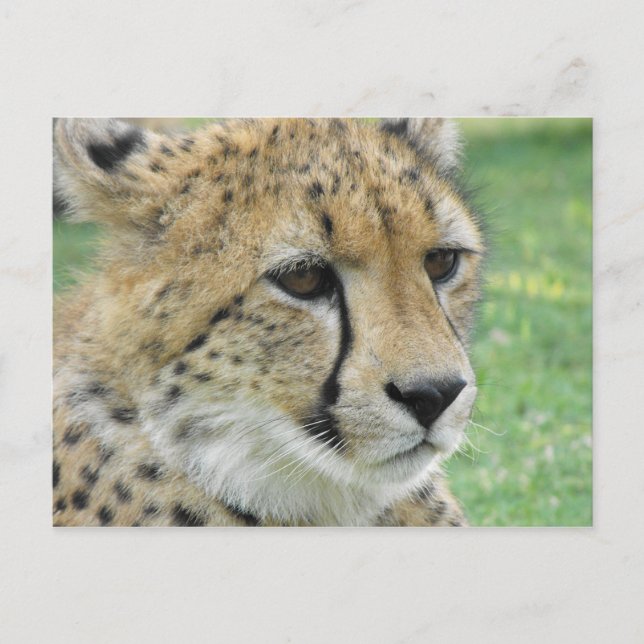 Carte Postale Cheetah (Devant)