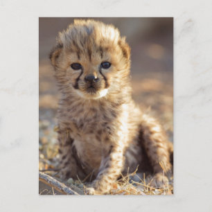 Carte Postale Cheetah 19 jours bébé mâle