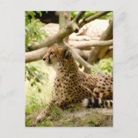 Cheetah A L'Air Loin