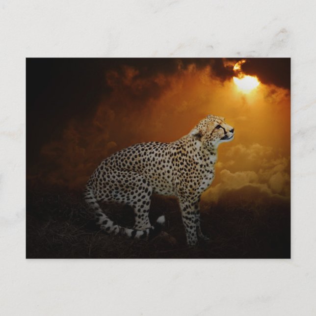 Carte Postale Cheetah au coucher du soleil (Devant)