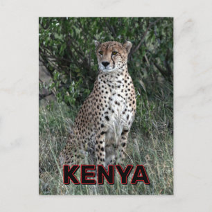 Carte Postale Cheetah Au Kenya