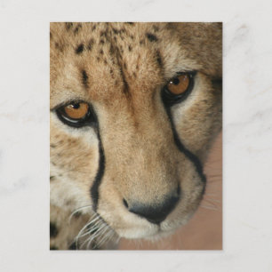 Carte postale Cheetah Cat