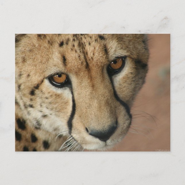 Carte postale Cheetah Cat (Devant)
