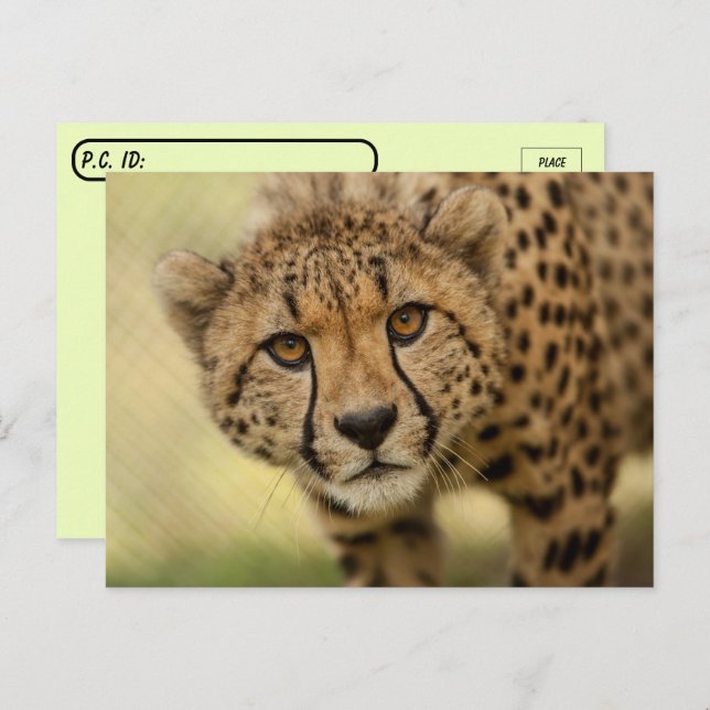 Carte postale Cheetah Cub (Devant / Derrière)