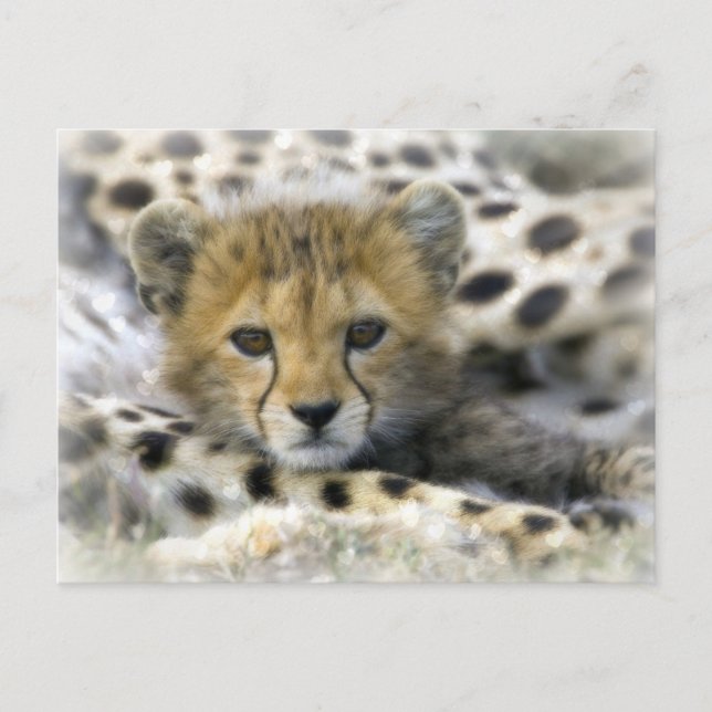 Carte Postale Cheetah Cub (Devant)