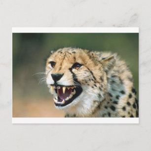 Carte Postale Cheetah Growl