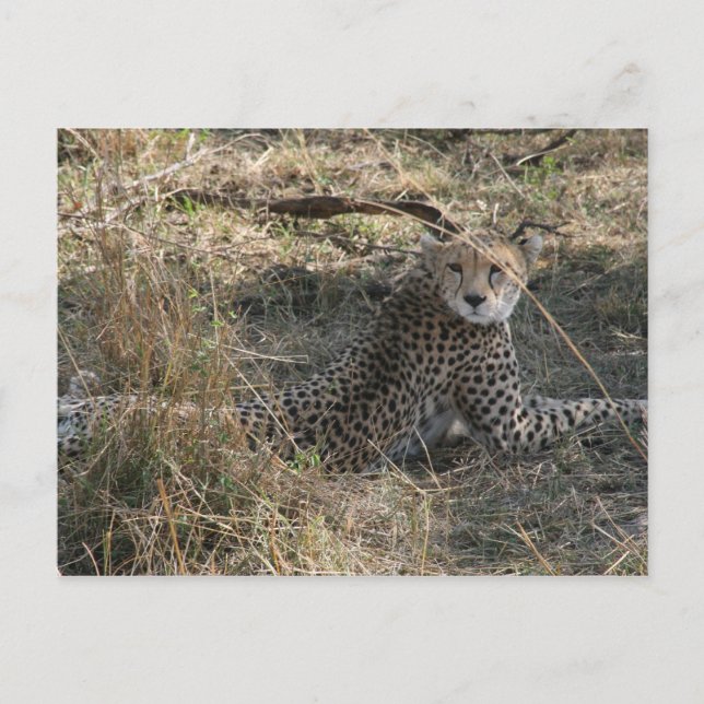 Carte Postale cheetah look (Devant)