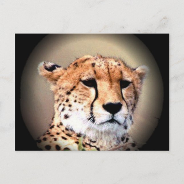Carte Postale Cheetah Portrait par Pleine lune : La grâce de la  (Devant)