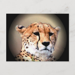 Carte Postale Cheetah Portrait, Pleine lune : La grâce de la nat