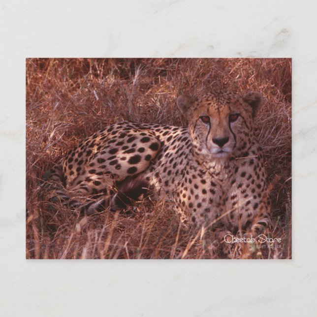 Carte Postale Cheetah Stare (Devant)