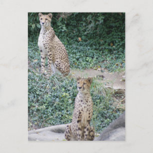 CARTE POSTALE CHEETAH - VOIR DOUBLE