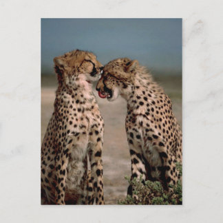 Carte Postale Cheetahs