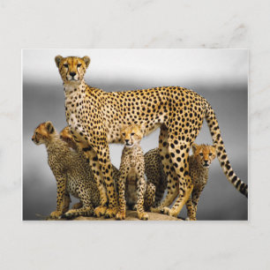 Carte Postale Cheetahs