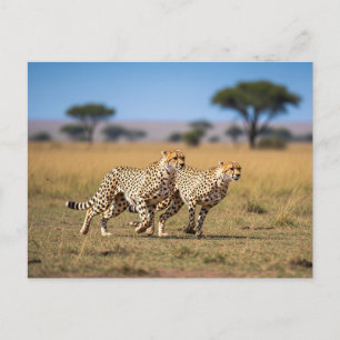 Carte Postale Cheetahs dans le Parc National du Serengeti en Tan