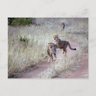 Carte Postale Cheetahs en Namibie
