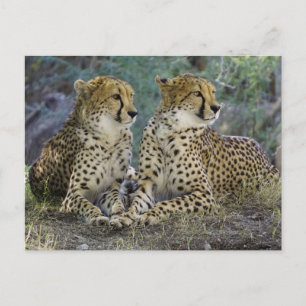 Carte Postale Cheetas