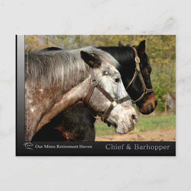 Carte Postale Chef - Appaloosa du film Prancer (Devant)