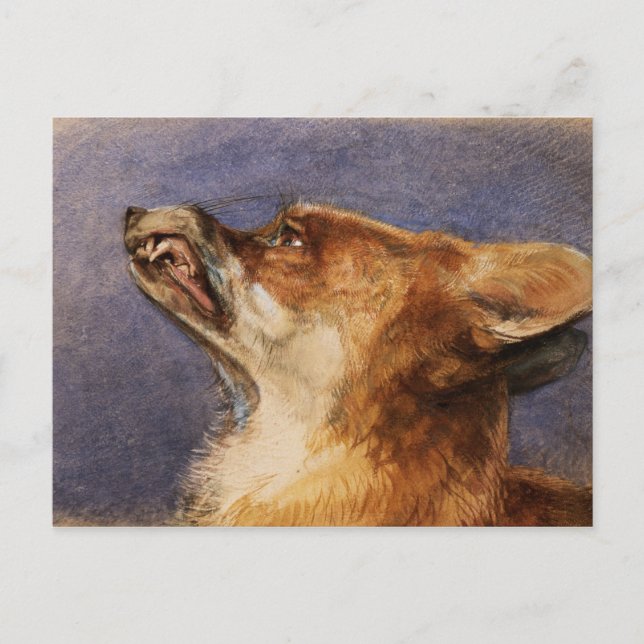 Carte Postale Chef d'un Fox (Devant)