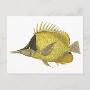 Carte Postale Chelmon Tropical Jaune Longirostris, Poisson Vinta