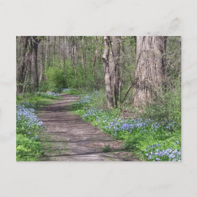 Carte Postale Chemin Bluebell (Devant)