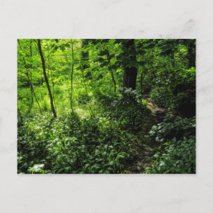 Carte Postale Chemin dans la forêt