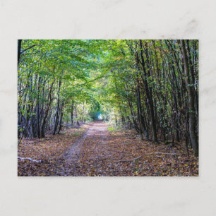 Carte Postale Chemin dans la forêt automnale, Forêt Saint Germai