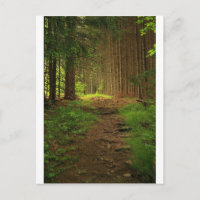 Chemin d'arbre de sapin