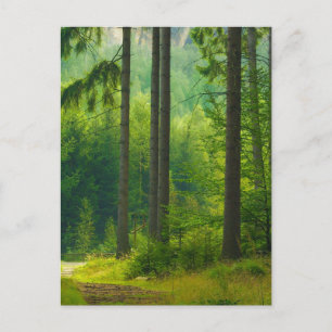Carte Postale Chemin de la forêt verte magique arbres brouillard