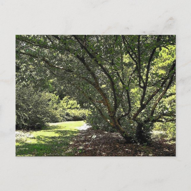 Carte Postale Chemin du jardin par Mark Edward Westerfield (Devant)