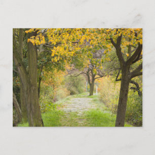 Carte Postale Chemin en automne