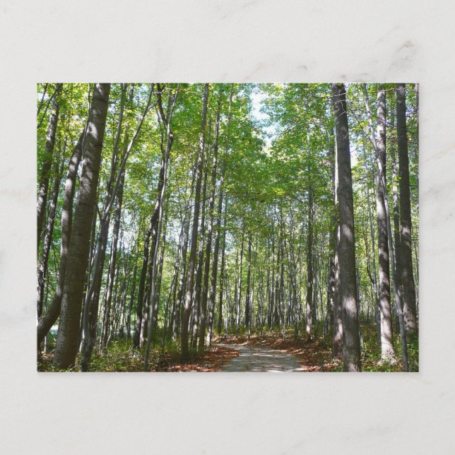 Carte Postale Chemin en bois centenaire II Ellicott City Marylan (Devant)
