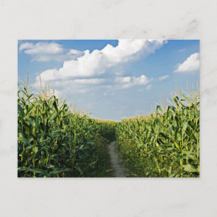Carte Postale Chemin entre le champ de Corn