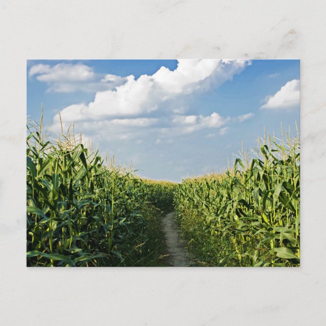 Carte Postale Chemin entre le champ de Corn (Devant)