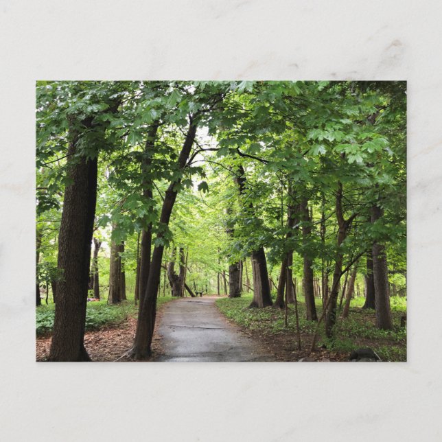 Carte Postale Chemin forestier (Devant)