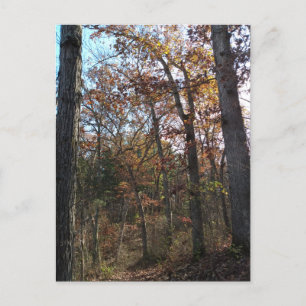 Carte Postale Chemin forestier