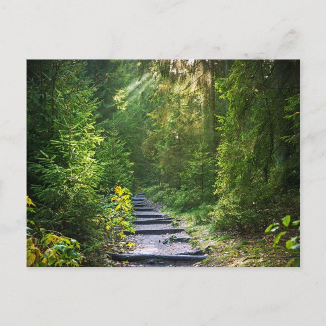 Carte Postale Chemin forestier 1 enchanté (Devant)