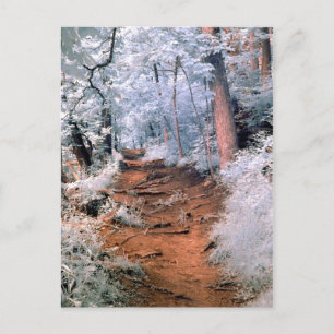 Carte Postale Chemin forestier infrarouge