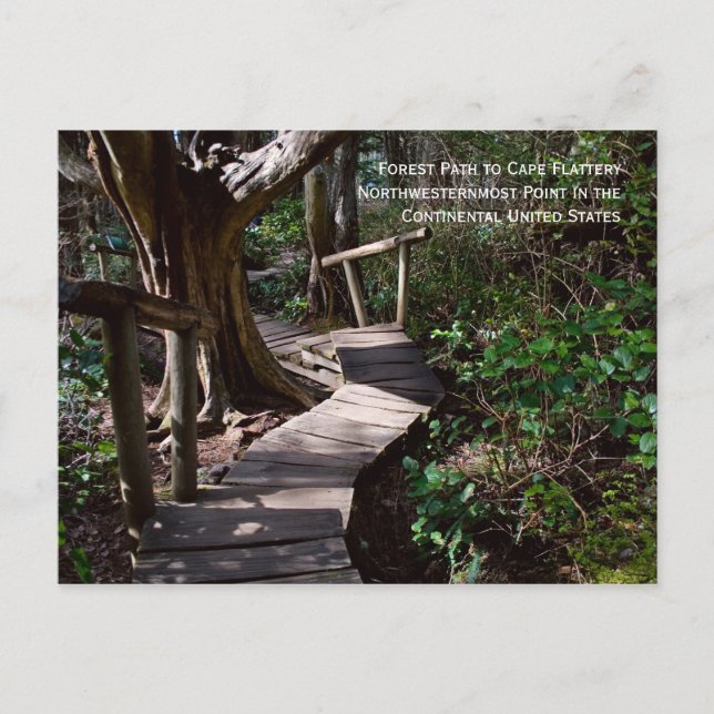Carte Postale Chemin forestier vers Cape Flattery (Devant)
