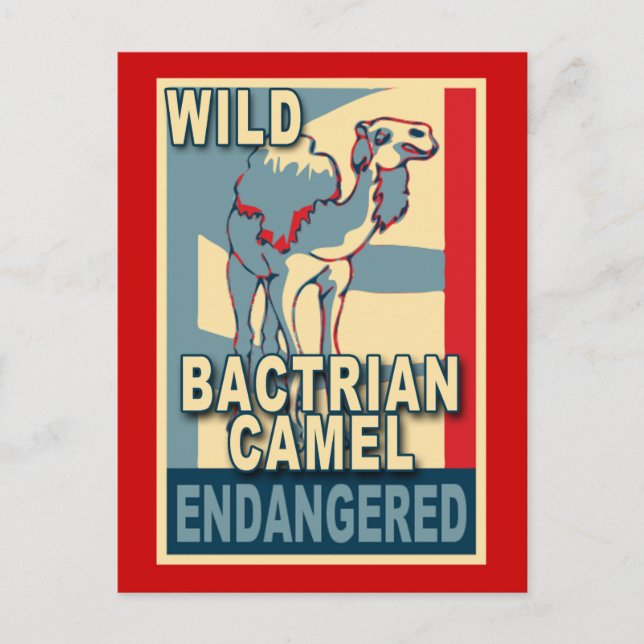 Carte Postale Chemises d'art de la pop pop pop chameau Bactrian  (Devant)