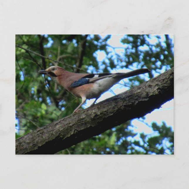 Carte Postale Chêne (Devant)