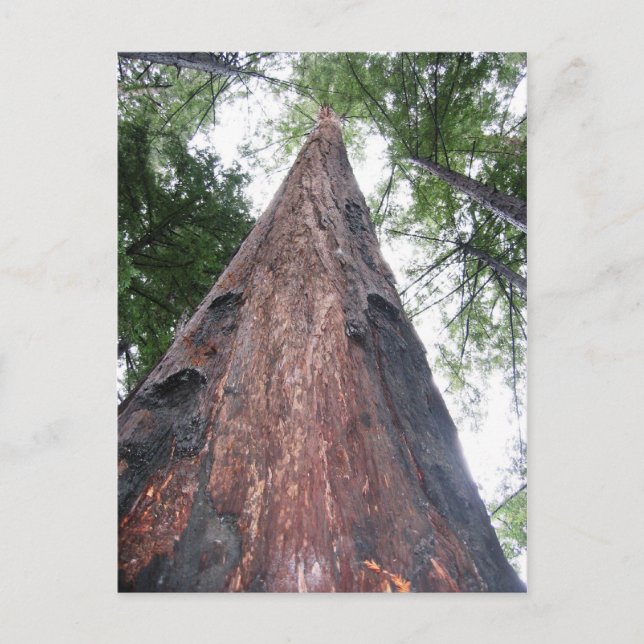 Carte Postale Chêne à bois - Big Sur, Californie (Devant)