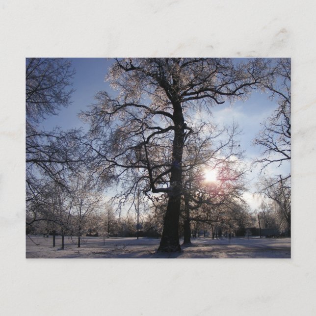 Carte Postale Chêne de Berea après la tempête de glace (Devant)