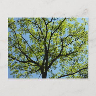 Carte Postale Chêne de printemps Nature vivante
