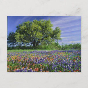 Carte Postale Chêne vivant et pinceau de Texas, et Texas